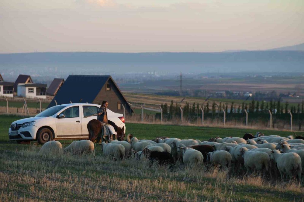 Küçük Kız Baba Mesleği Çobanlığı Devam Ettiriyor
