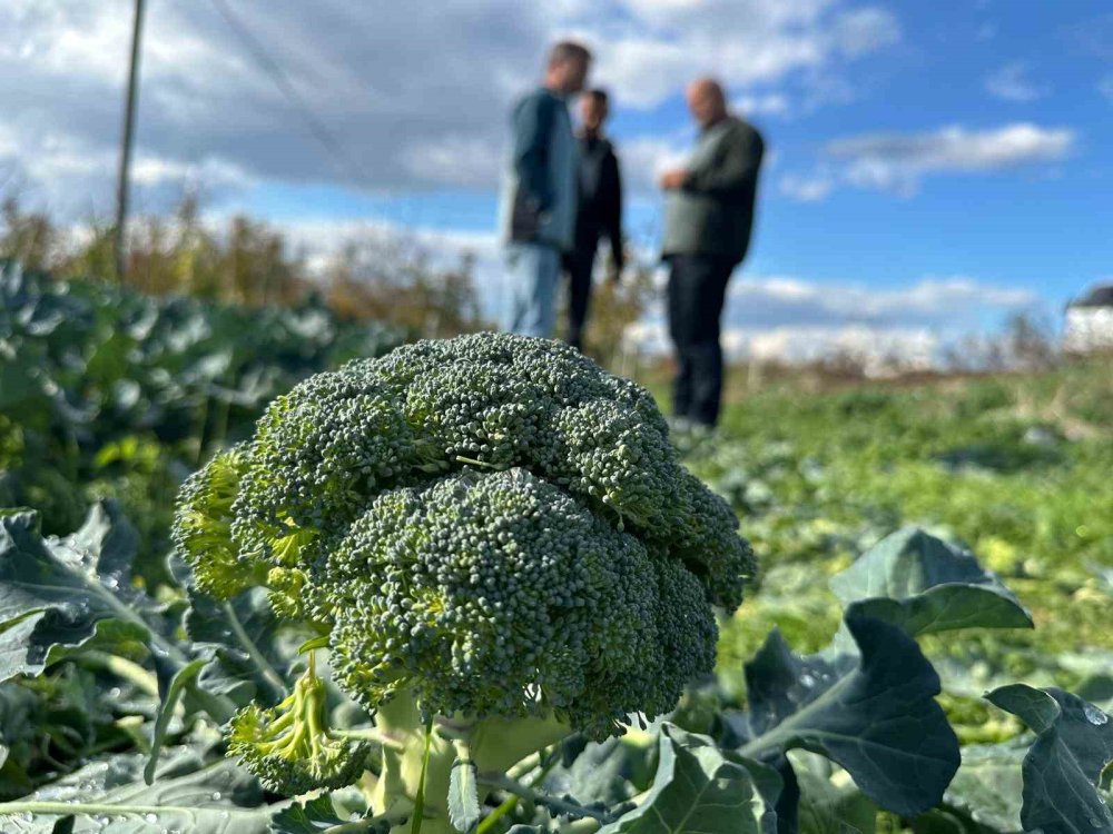 Tarlada 10 Liraya İnen Brokoli Pazarda 70 Liraya Satılıyor