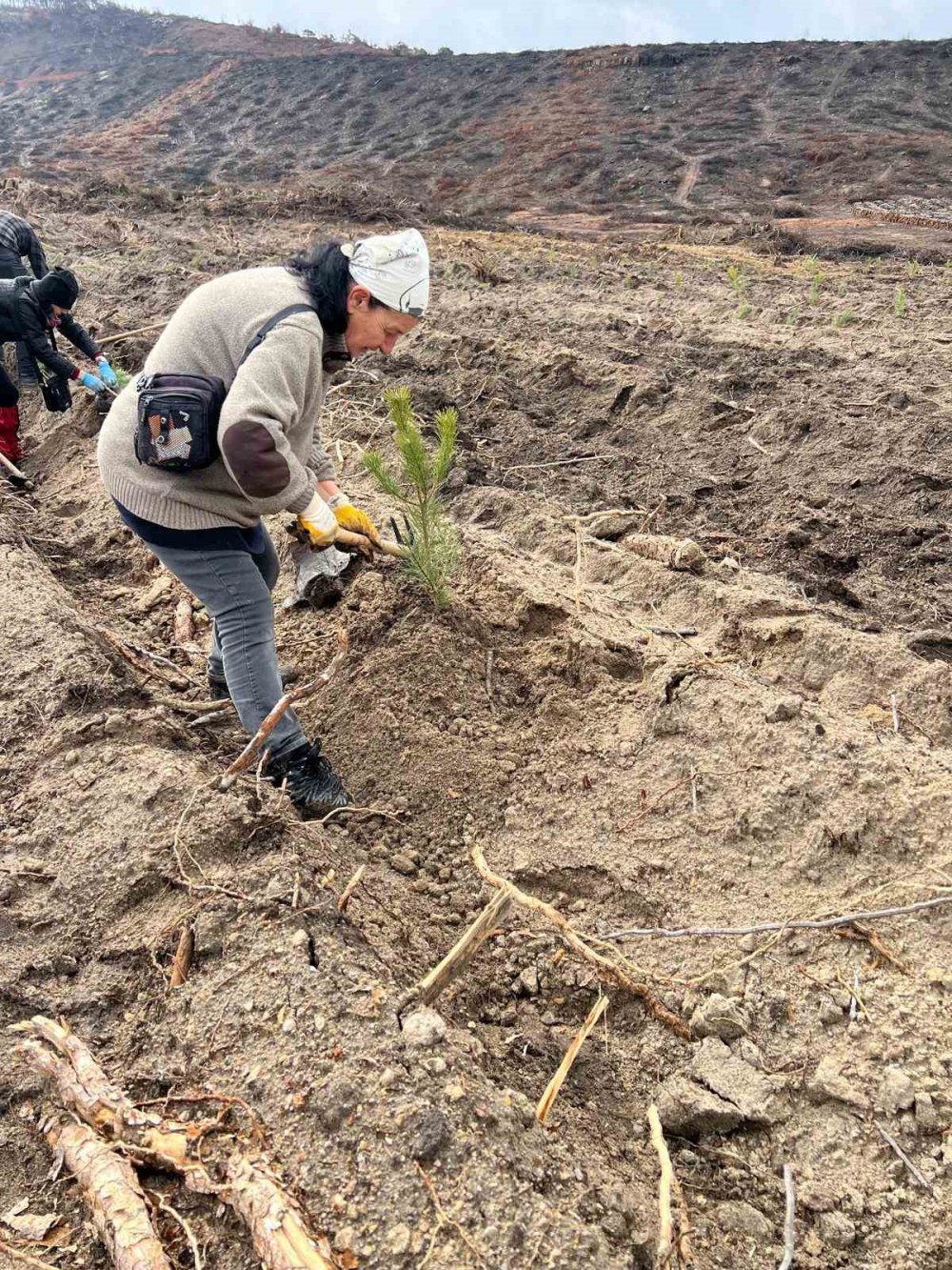 Yanan Ormanlık Alanlarda 450 Fidan Dikildi