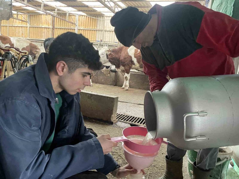 Şapın Vurduğu Üreticiler Süt Fiyatında Güncelleme İstiyor