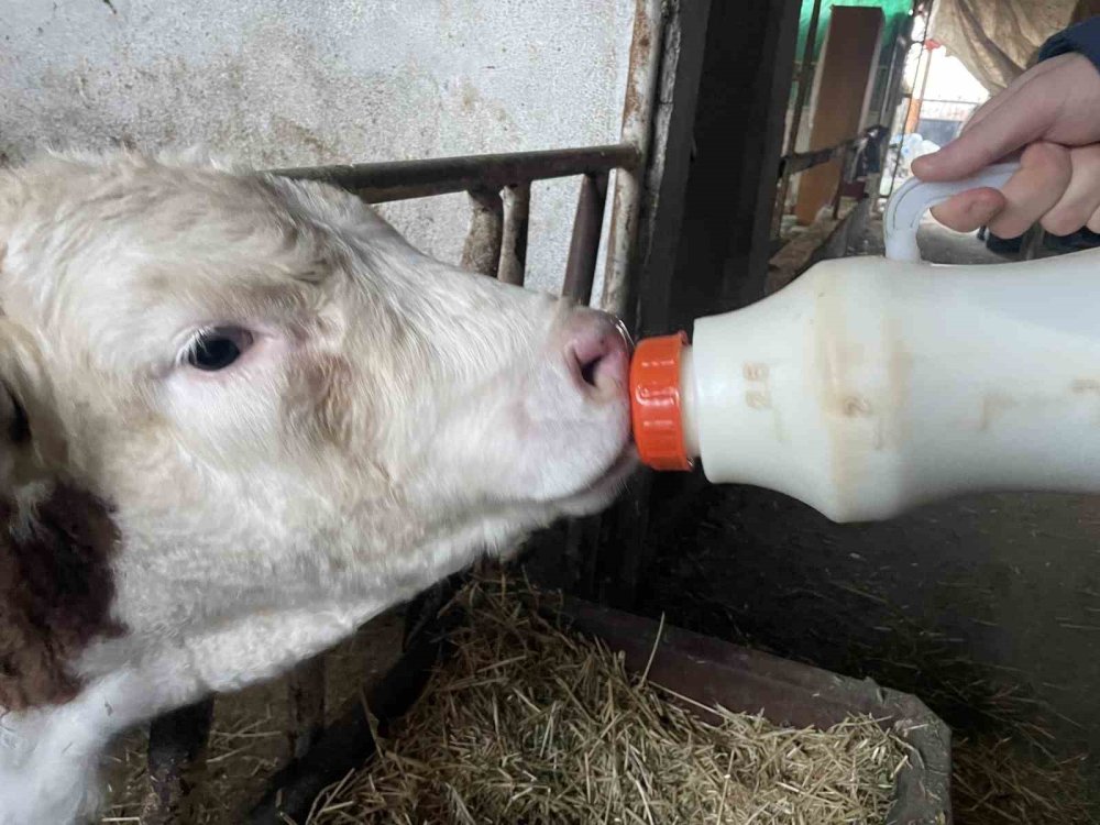 Şapın Vurduğu Üreticiler Süt Fiyatında Güncelleme İstiyor