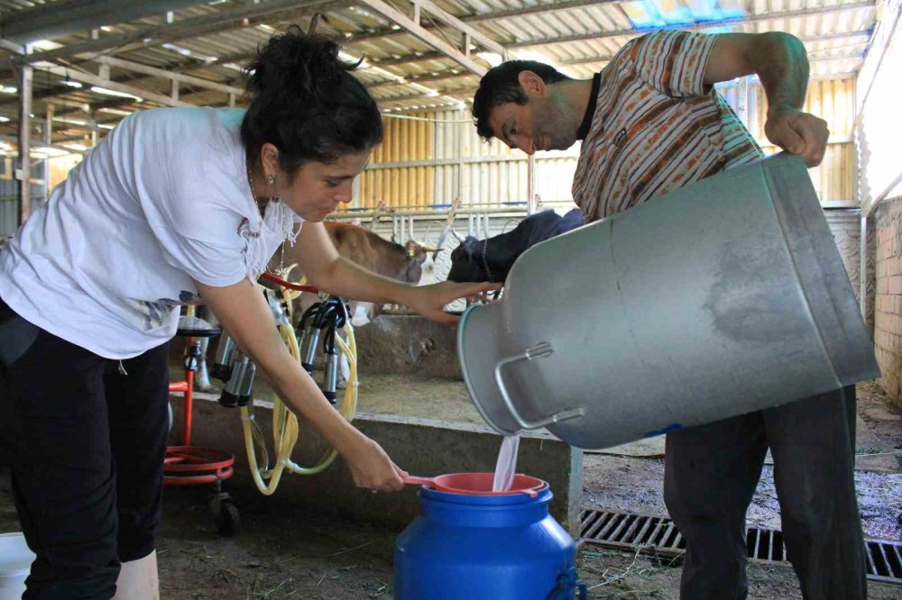 Şapın Vurduğu Üreticiler Süt Fiyatında Güncelleme İstiyor