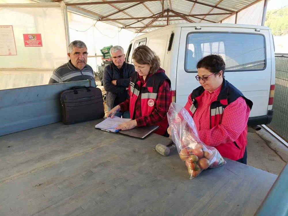 Sera Alanlarından Pestisit Denetimi İçin Domates Numunesi Alımı Yapıldı