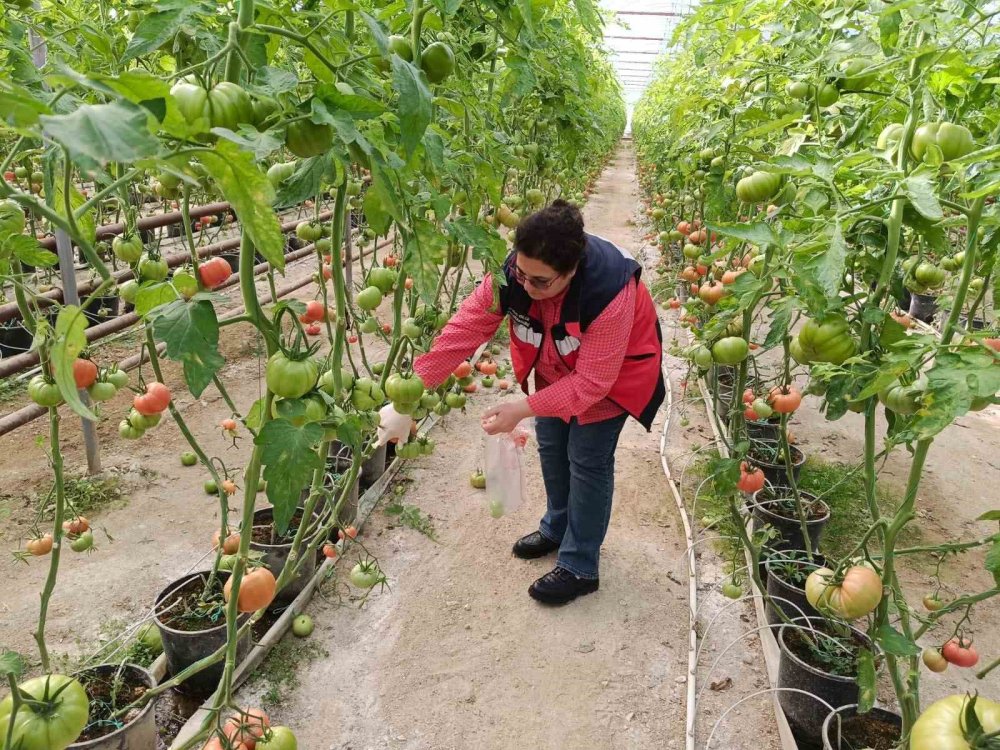 Sera Alanlarından Pestisit Denetimi İçin Domates Numunesi Alımı Yapıldı
