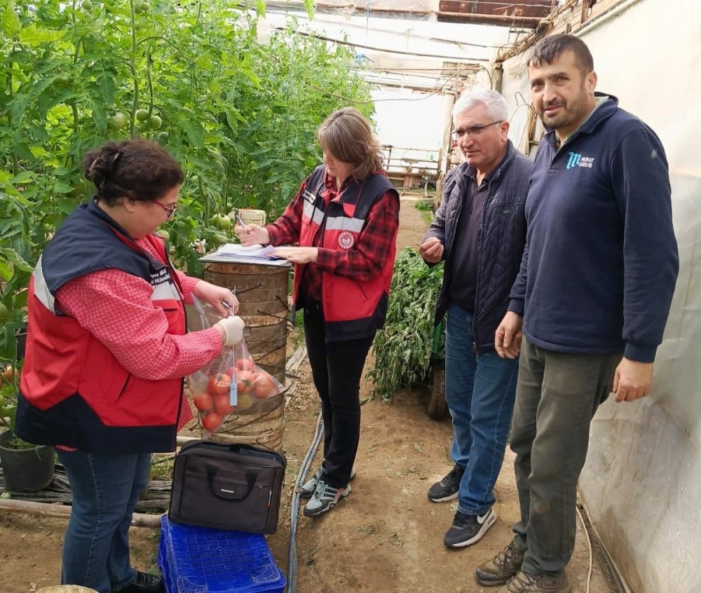 Sera Alanlarından Pestisit Denetimi İçin Domates Numunesi Alımı Yapıldı