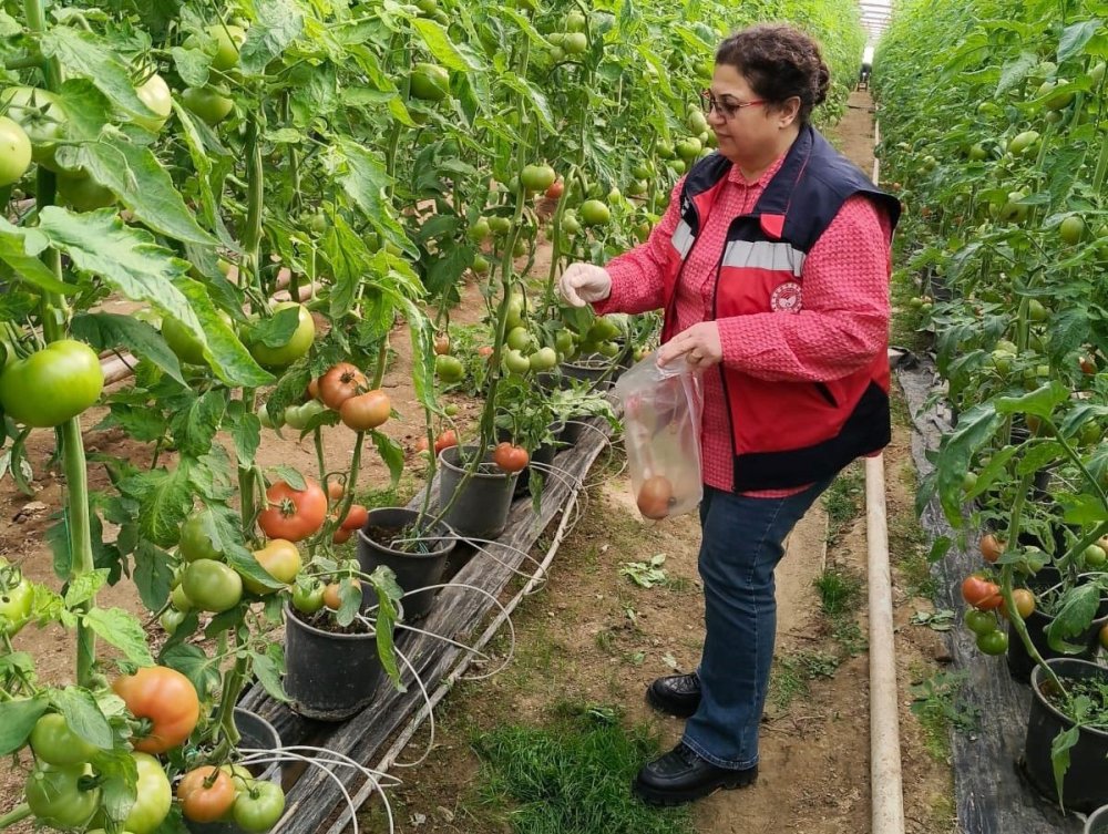 Sera Alanlarından Pestisit Denetimi İçin Domates Numunesi Alımı Yapıldı