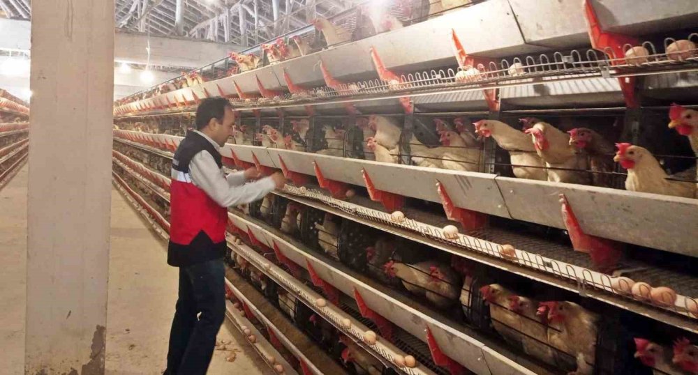 12 Bin Tavuk Kapasiteli İşletmeye Yumurta Paketleme Faaliyeti İçin Onay Belgesi