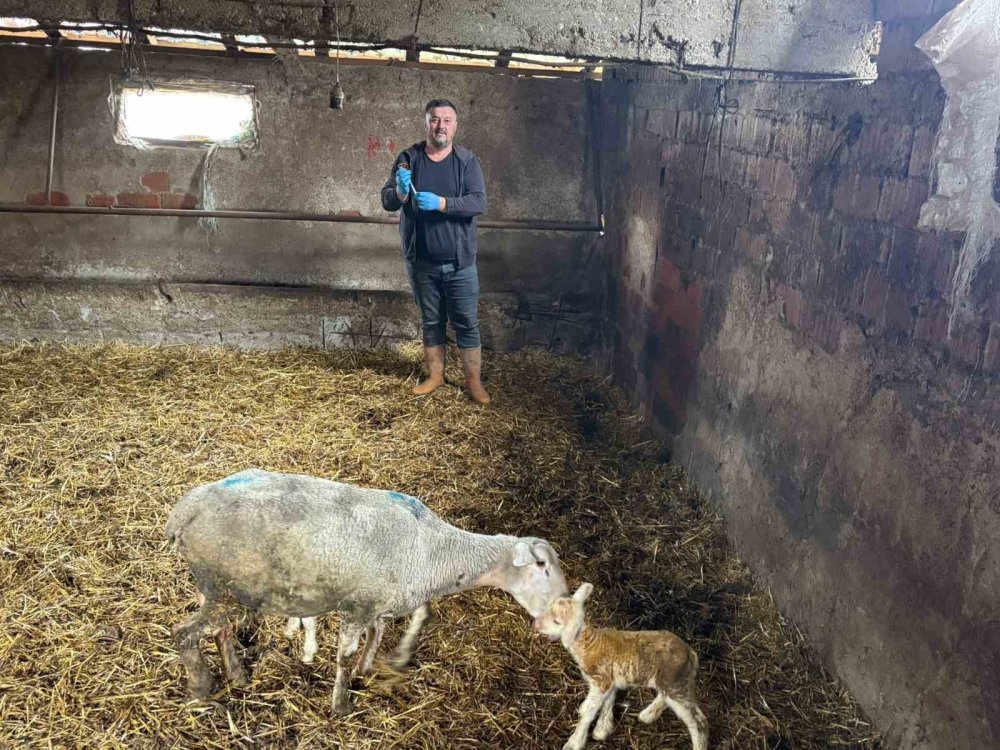 Şap Mağduru Üreticiler Destek Bekliyor