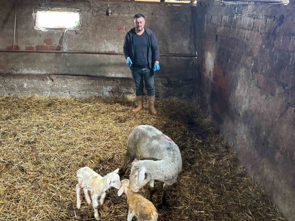 Şap Mağduru Üreticiler Destek Bekliyor