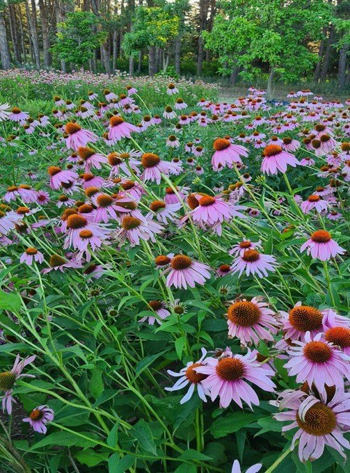 Türkiye’nin En Zengin Tıbbi Aromatik Merkezi Olarak Öne Çıkıyor