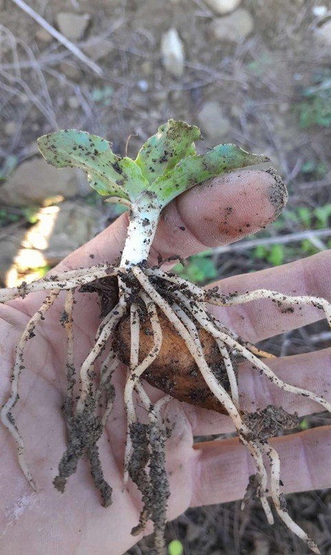 Türkiye’nin En Zengin Tıbbi Aromatik Merkezi Olarak Öne Çıkıyor