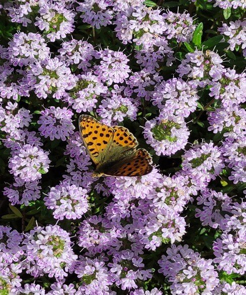 Türkiye’nin En Zengin Tıbbi Aromatik Merkezi Olarak Öne Çıkıyor
