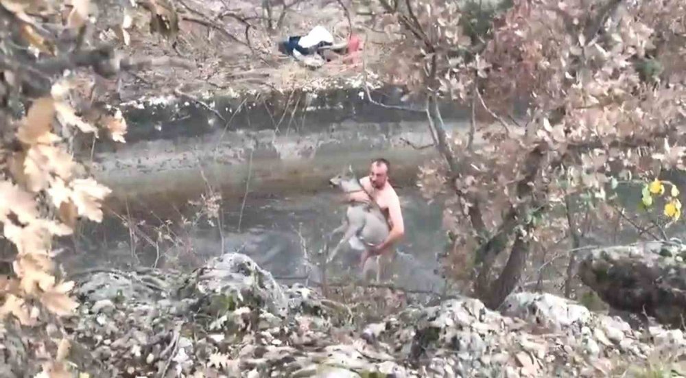 Su Kanalına Düşen Karaca Kurtarıldı