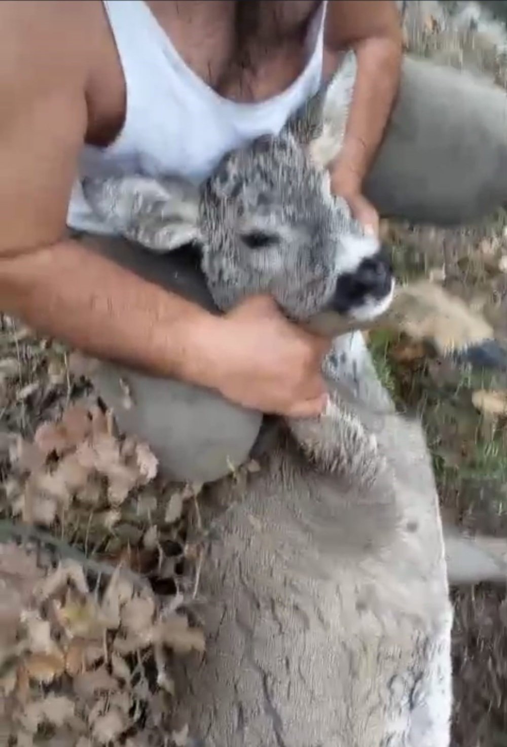 Su Kanalına Düşen Karaca Kurtarıldı