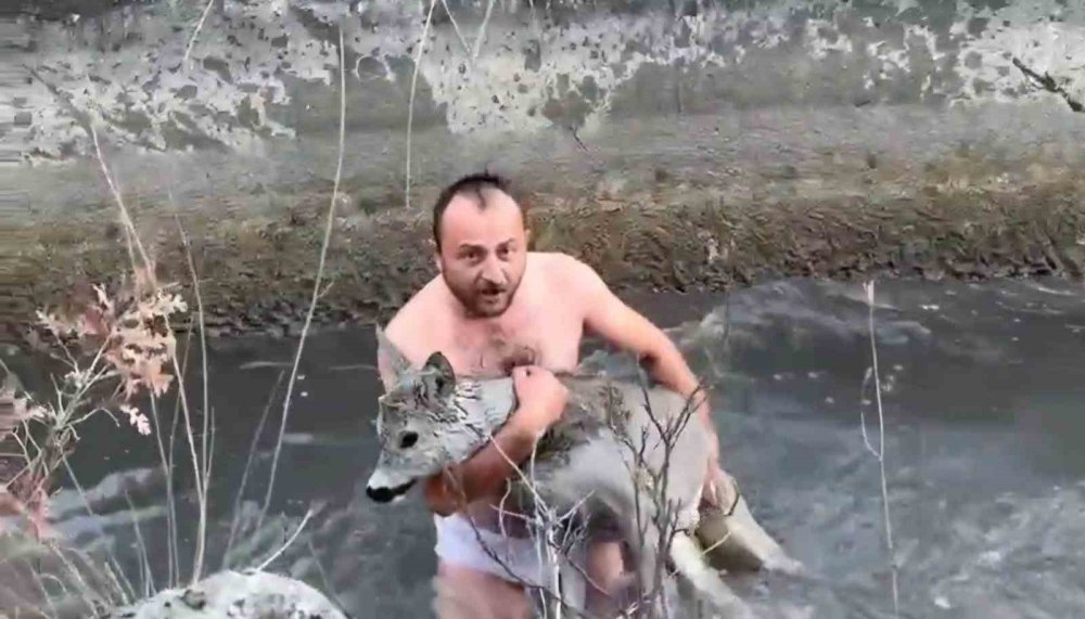 Su Kanalına Düşen Karaca Kurtarıldı