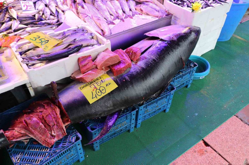 280 Kiloluk Orkinos Vatandaşları Hayrete Düşürüyor