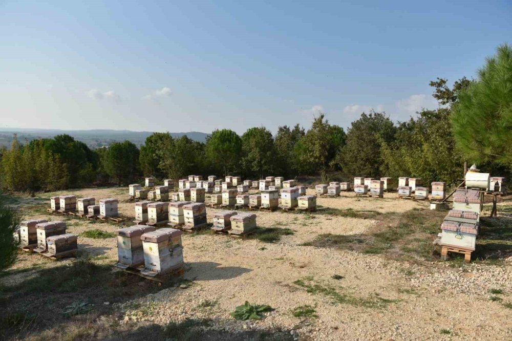 Yılda 10 Ton Üretiliyor, 100 Ton Sahtesi Satılıyor