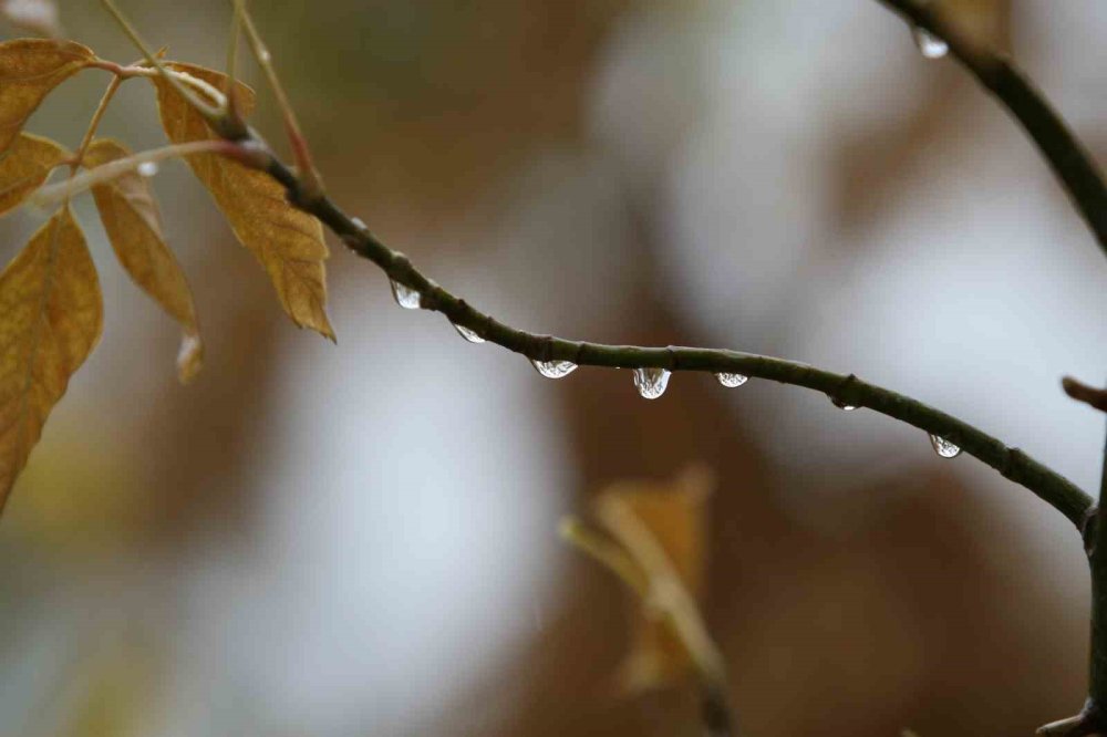 Çiftçilerin Yağışlarla Yüzü Güldü