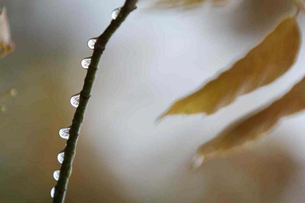 Çiftçilerin Yağışlarla Yüzü Güldü