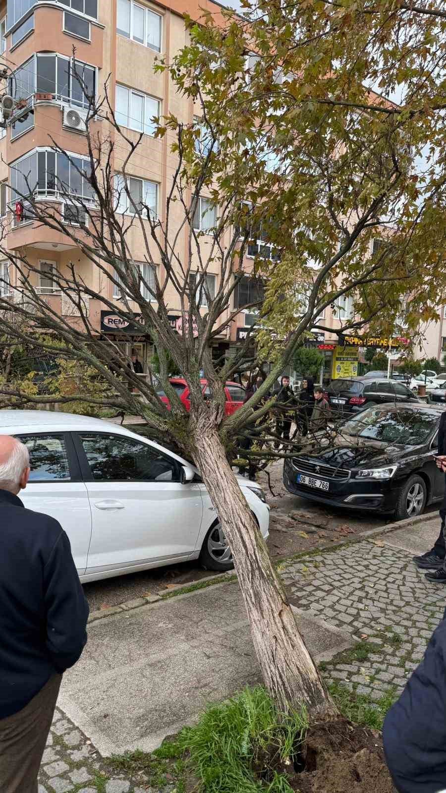 Devrilen Ağaç Korku Dolu Anlar Yaşattı