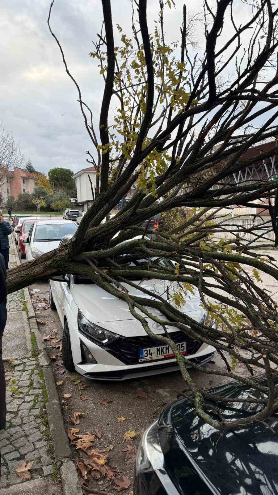 Devrilen Ağaç Korku Dolu Anlar Yaşattı