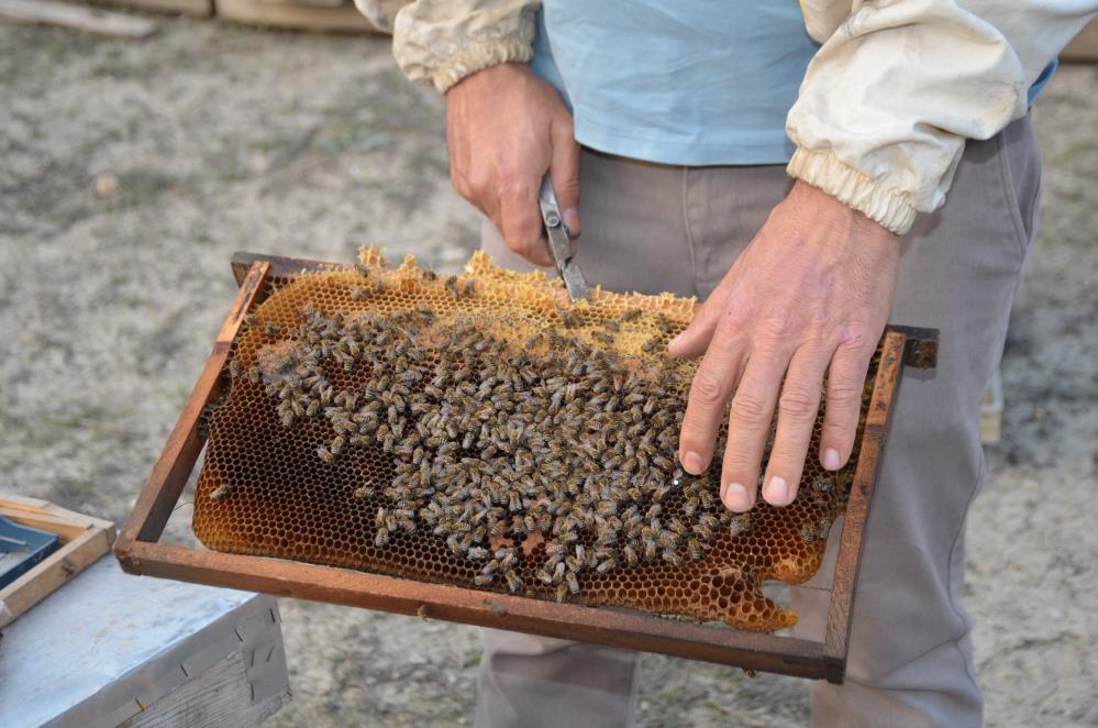 bir-ari-kovaniyla-hobi-olarak-basladi-simdi-turkiyenin-her-yerine-koloni-gonderiyor2.jpg