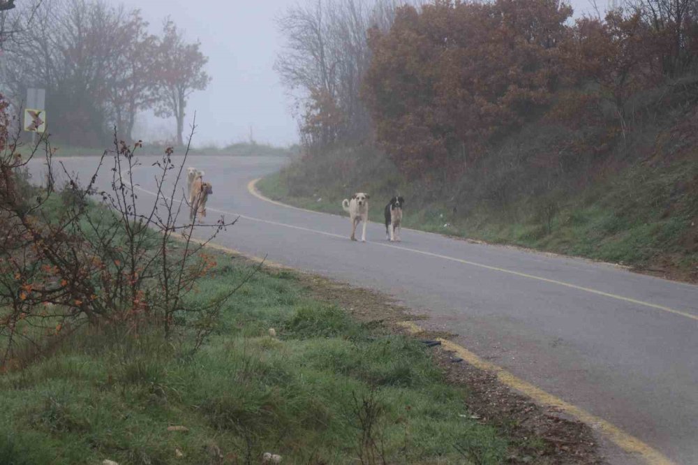 Yaylada Mahsur Kalan Yaşlı Çift Saatler Sonra Bulundu