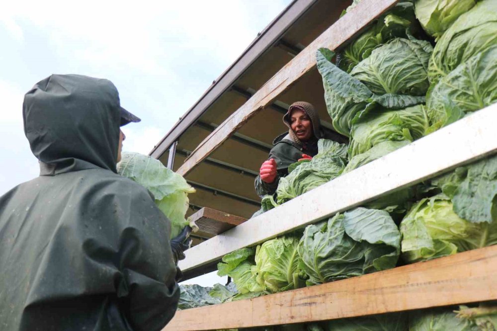 Hasadın Yükünü Kadınlar Taşıyor: Yağmur, Çamur Demeden Bin Bir Zorluklarla Çalışıyorlar
