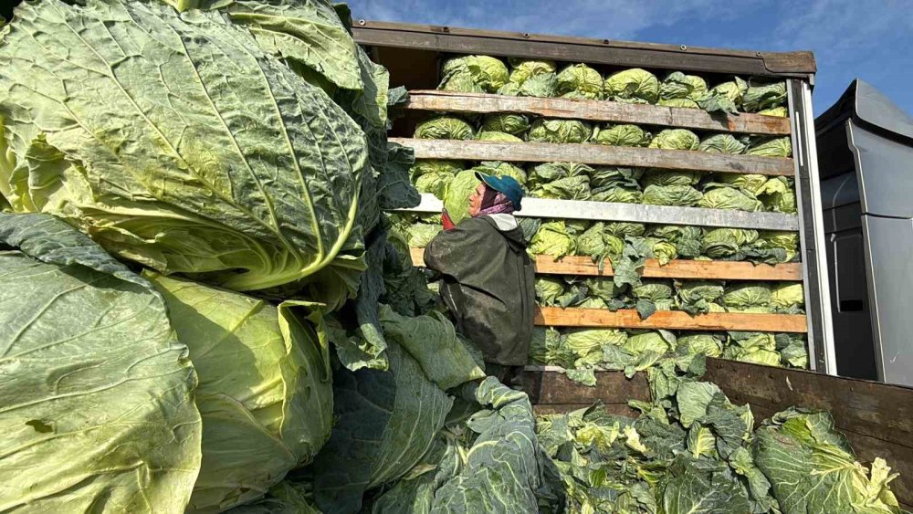 Hasadın Yükünü Kadınlar Taşıyor: Yağmur, Çamur Demeden Bin Bir Zorluklarla Çalışıyorlar