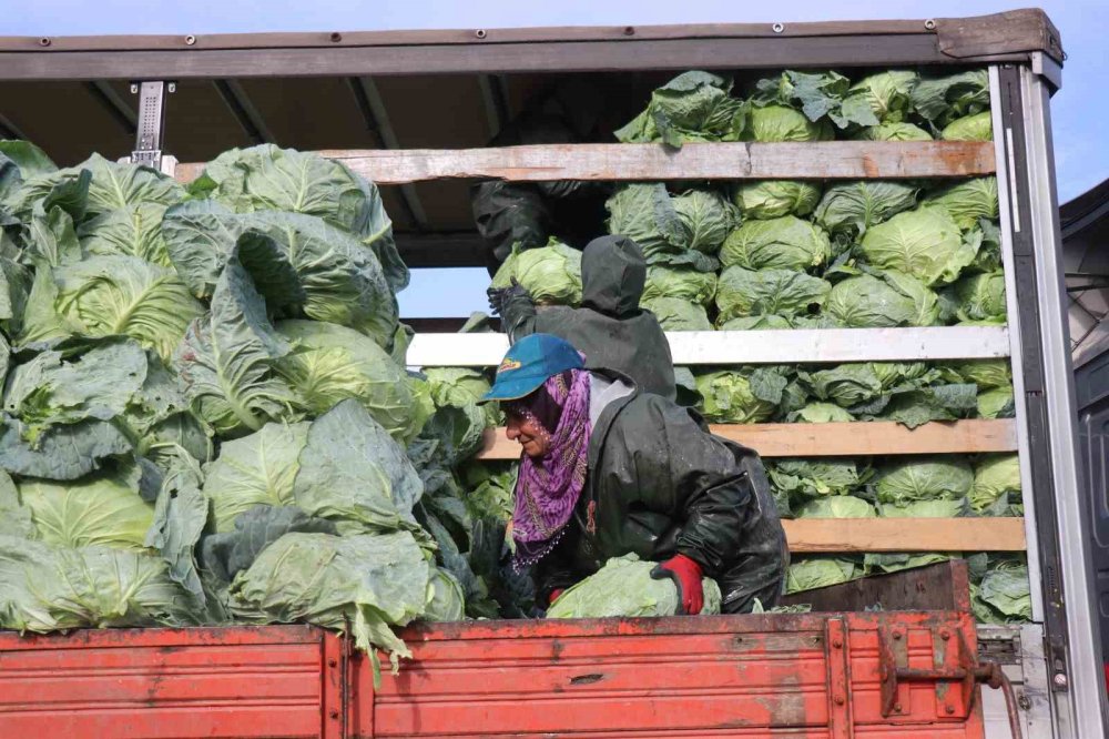 Hasadın Yükünü Kadınlar Taşıyor: Yağmur, Çamur Demeden Bin Bir Zorluklarla Çalışıyorlar