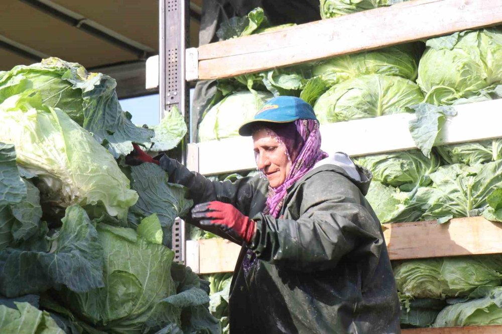 Hasadın Yükünü Kadınlar Taşıyor: Yağmur, Çamur Demeden Bin Bir Zorluklarla Çalışıyorlar