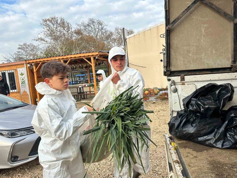 Ata Tohumundan İlaç Kullanılmadan Üretiliyor, Kent Lokantası’ndaki Yemeklerde Kullanılıyor
