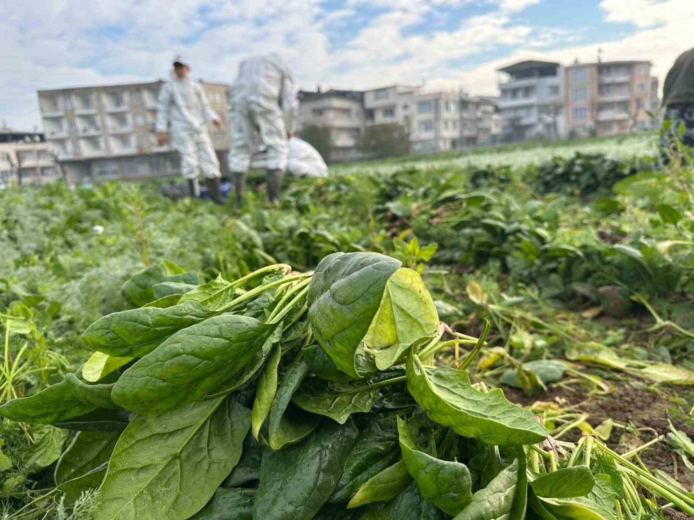 Ata Tohumundan İlaç Kullanılmadan Üretiliyor, Kent Lokantası’ndaki Yemeklerde Kullanılıyor
