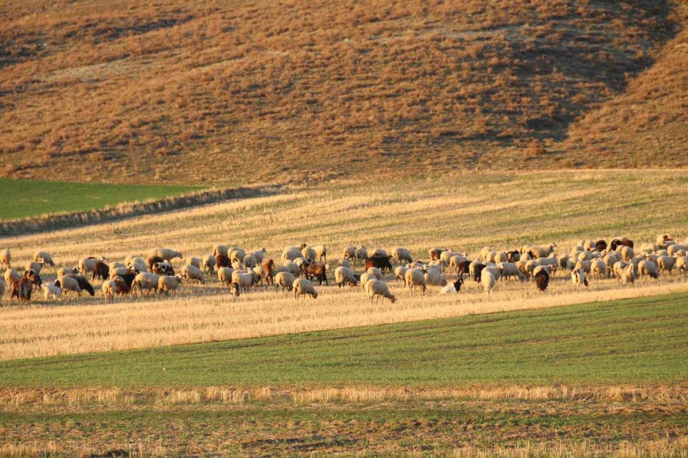 Koyunlar Bu Kışı Kırda Otlayarak Geçiriyor
