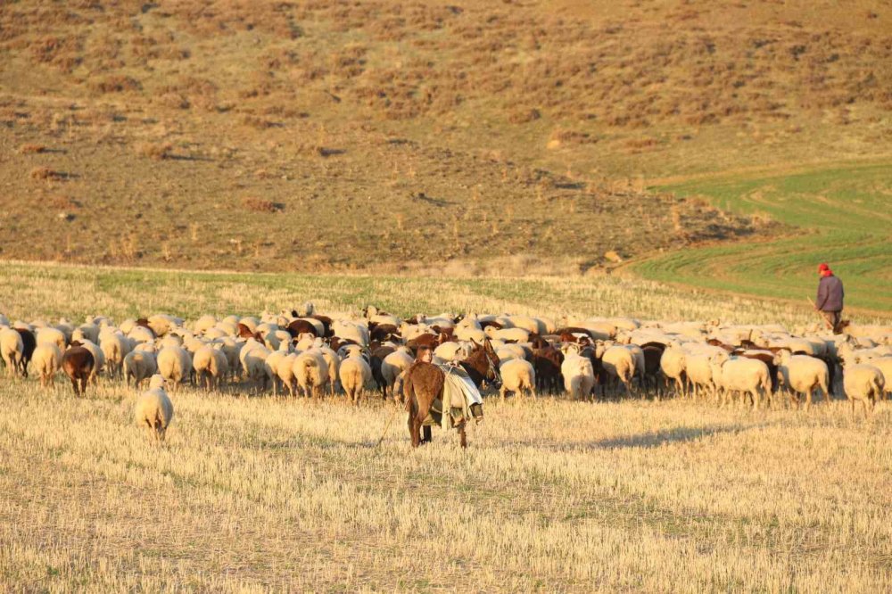 Koyunlar Bu Kışı Kırda Otlayarak Geçiriyor