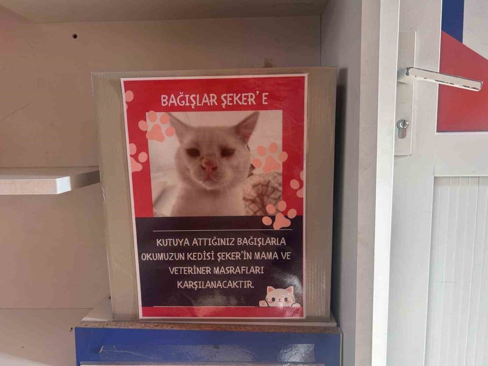 Sokak Kedisinin Yeni Yuvası Okul Oldu