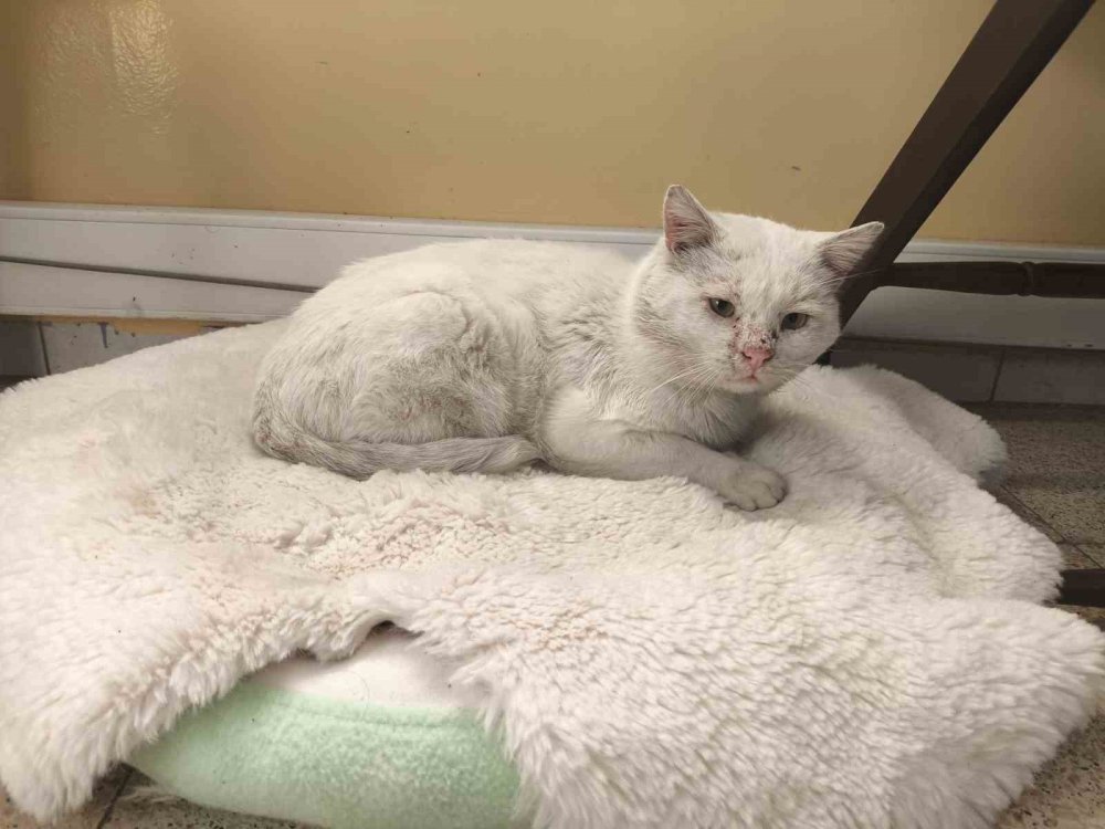 Sokak Kedisinin Yeni Yuvası Okul Oldu