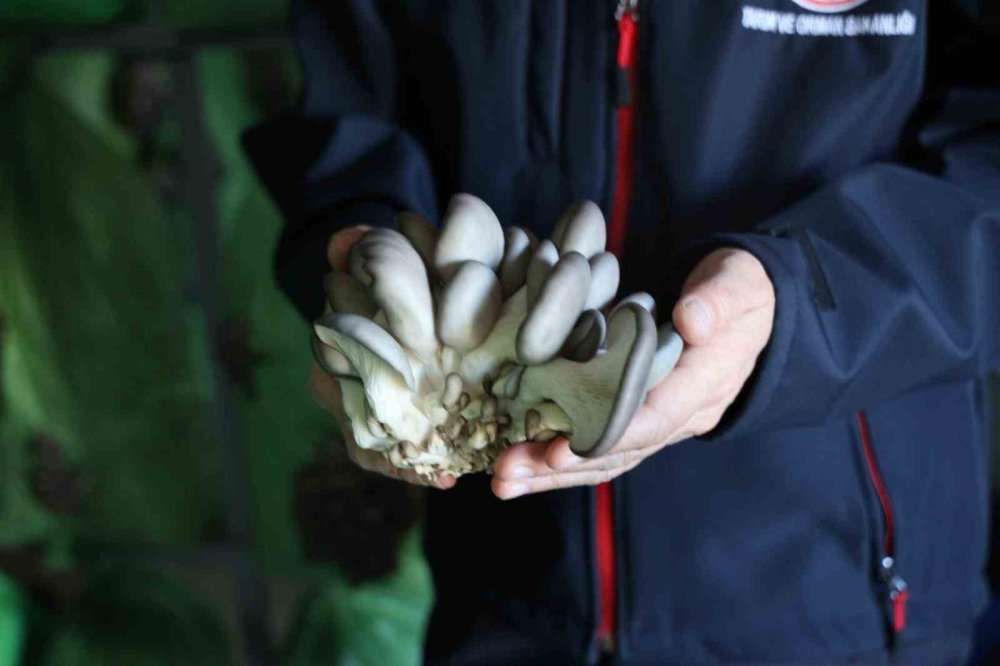 Bilecik’te Yüzde 100 Hibeli İstiridye Mantar Üretimi Başladı