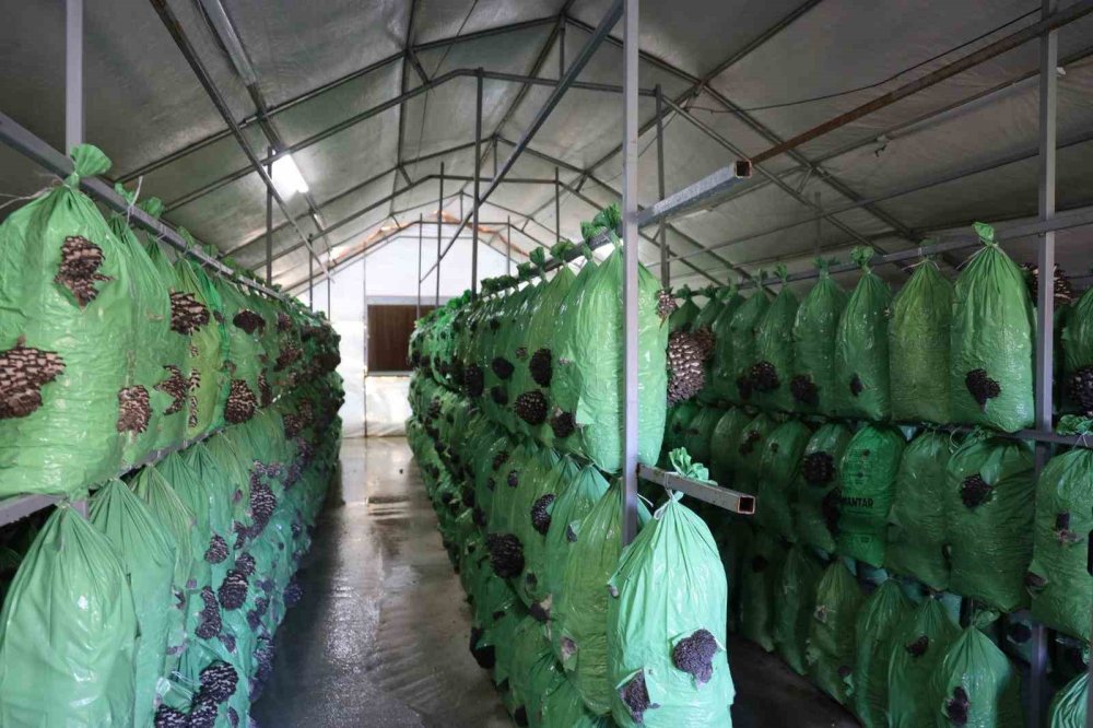 Bilecik’te Yüzde 100 Hibeli İstiridye Mantar Üretimi Başladı