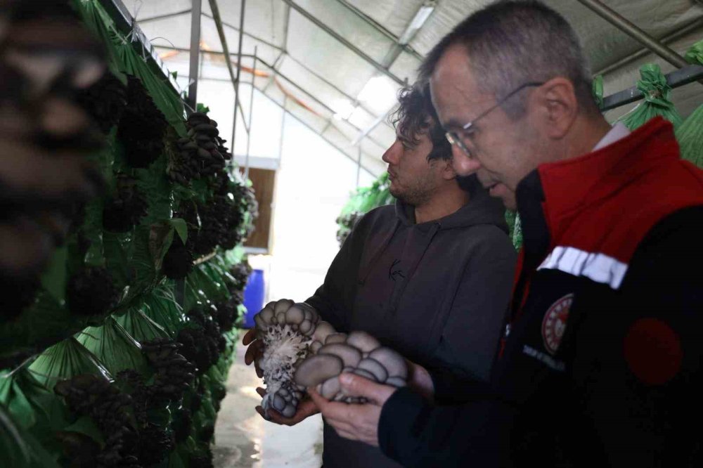 Bilecik’te Yüzde 100 Hibeli İstiridye Mantar Üretimi Başladı