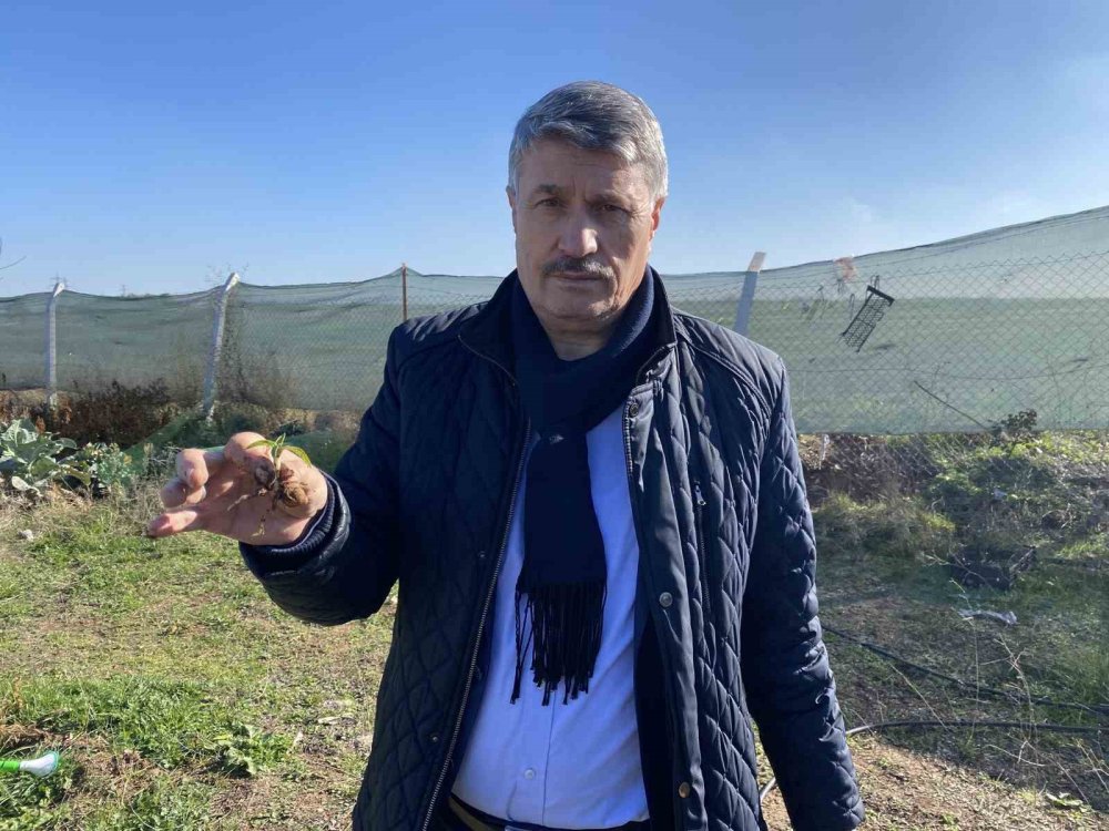 Nesli Tükenme Tehlikesi Altında Olan Salep Yeniden Hayat Buluyor