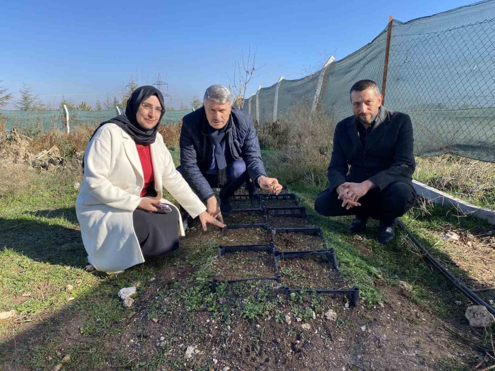 Nesli Tükenme Tehlikesi Altında Olan Salep Yeniden Hayat Buluyor