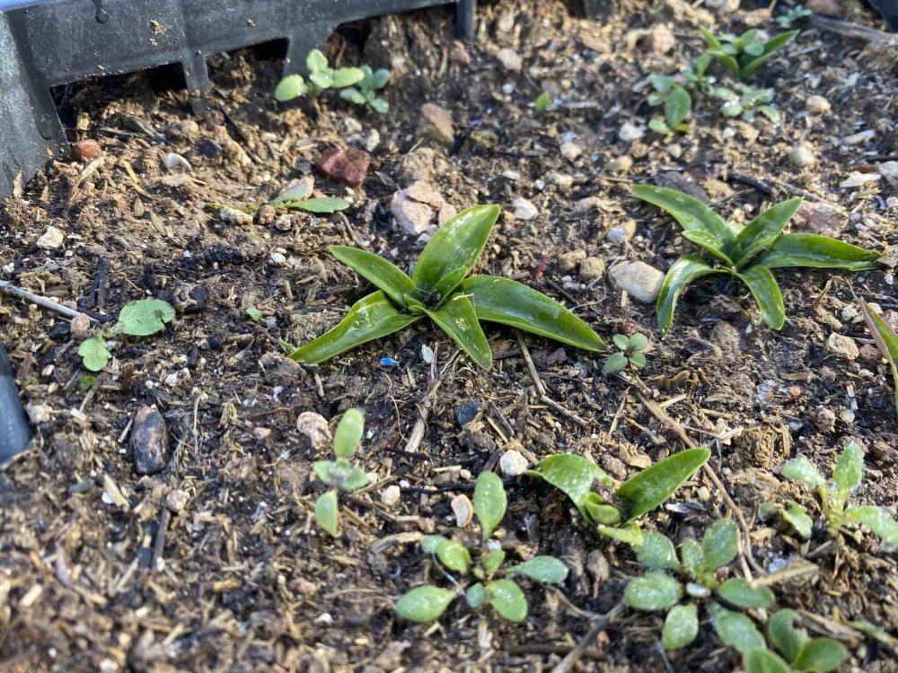 Nesli Tükenme Tehlikesi Altında Olan Salep Yeniden Hayat Buluyor