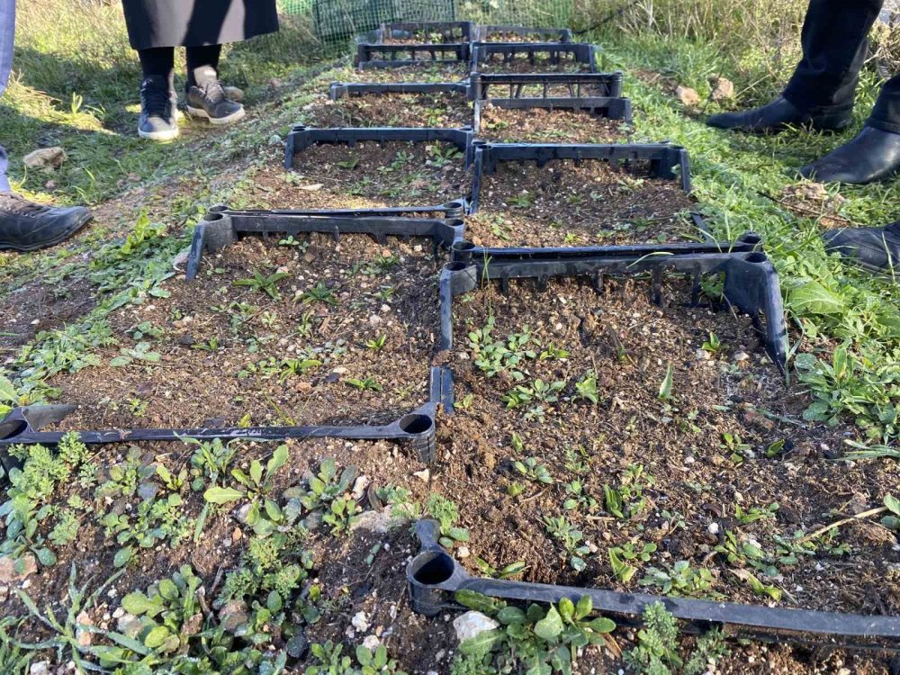 Nesli Tükenme Tehlikesi Altında Olan Salep Yeniden Hayat Buluyor