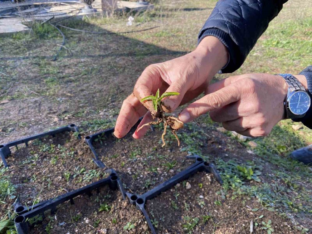 Nesli Tükenme Tehlikesi Altında Olan Salep Yeniden Hayat Buluyor