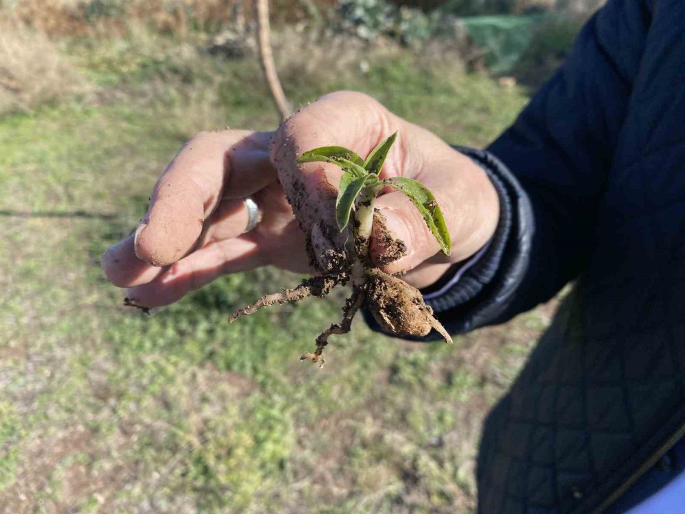 Nesli Tükenme Tehlikesi Altında Olan Salep Yeniden Hayat Buluyor