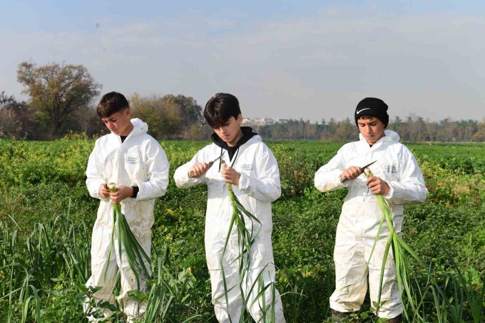 Pırasa Hasadıyla Doğallık Sofralara Taşınıyor
