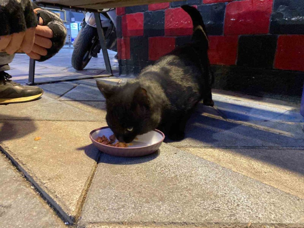 Bu Taksi Durağı Esnafın Hayvan Sevgisi İle Öne Çıkıyor