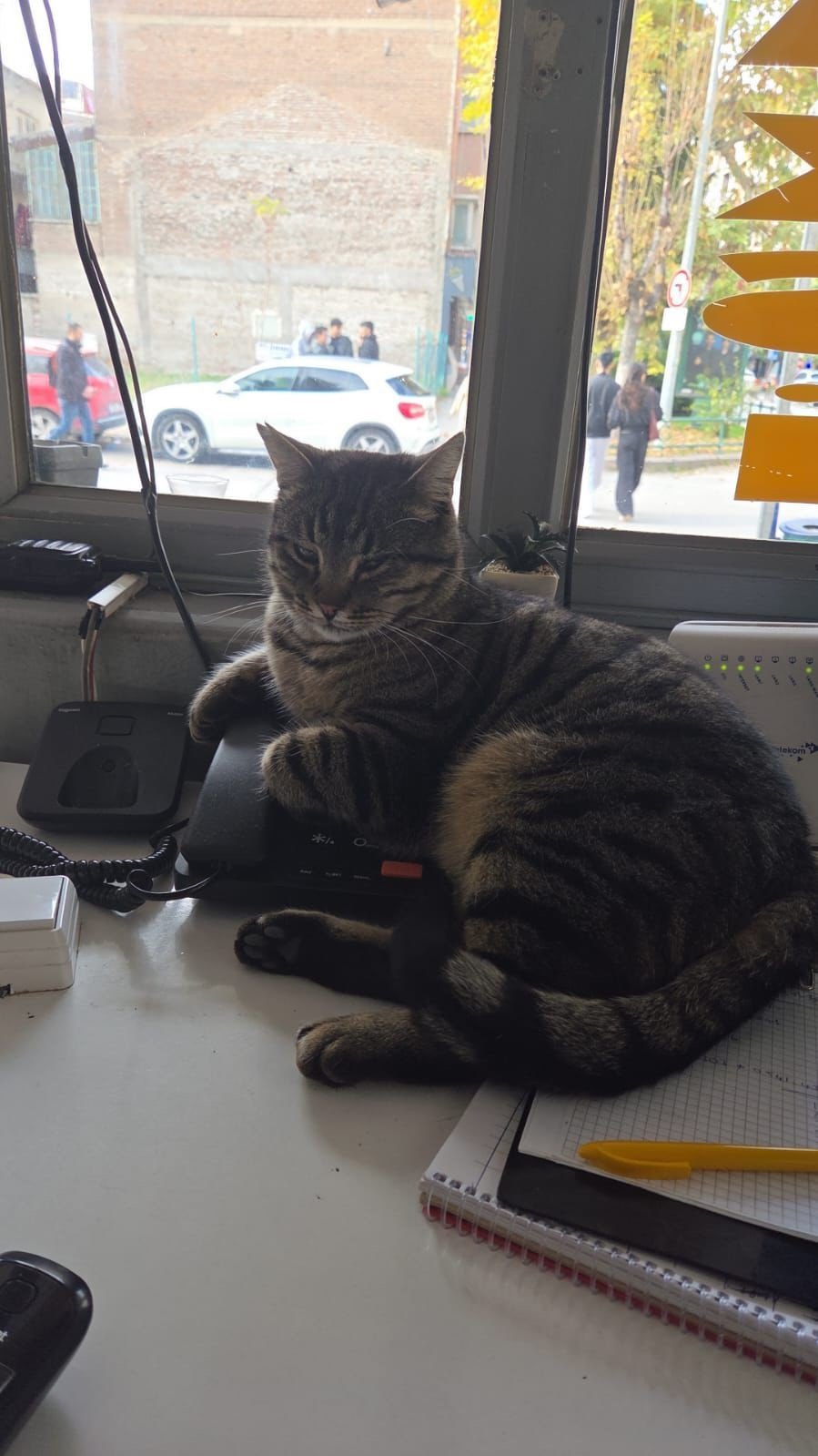 Bu Taksi Durağı Esnafın Hayvan Sevgisi İle Öne Çıkıyor