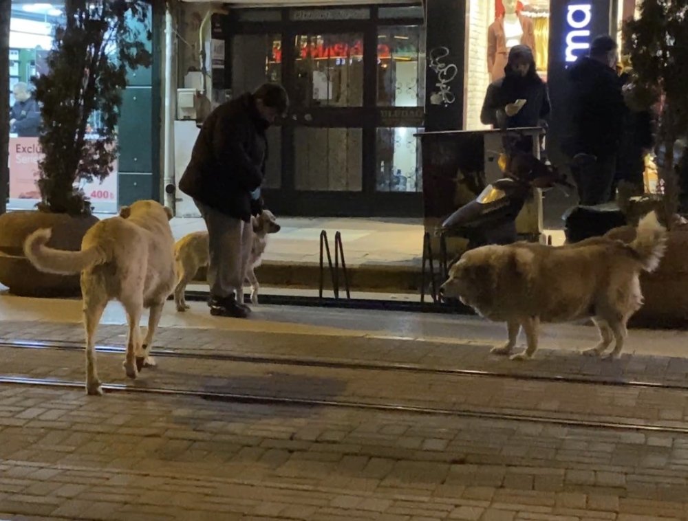 Evcil Hayvanıyla Yürürken Sokak Köpeklerinin Arasında Kaldı